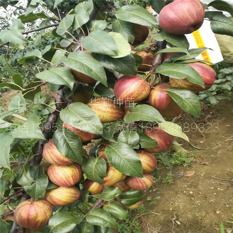 新品種梨樹苗品種介紹