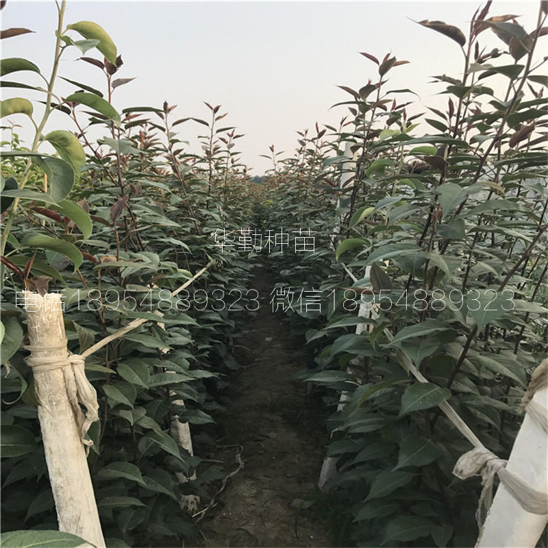 早酥紅梨苗幾月成熟