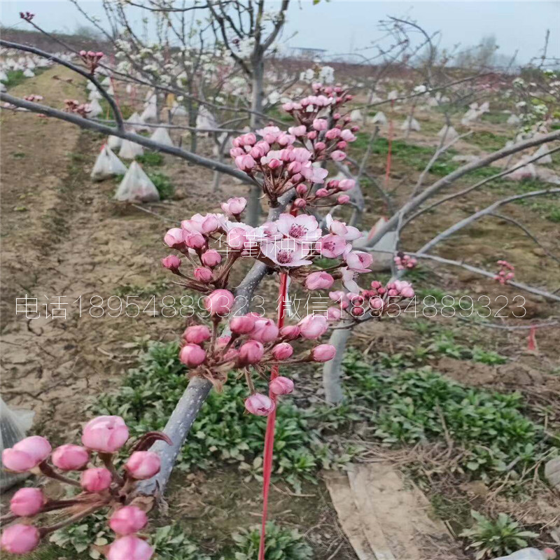 七彩紅梨樹(shù)苗什么時(shí)候種植