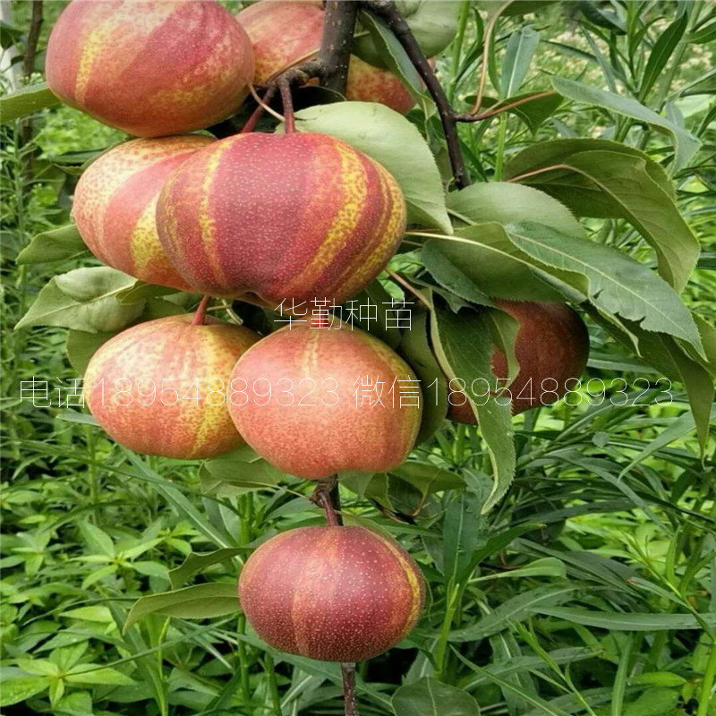 早熟紅梨品種適合生長(zhǎng)的海拔高度