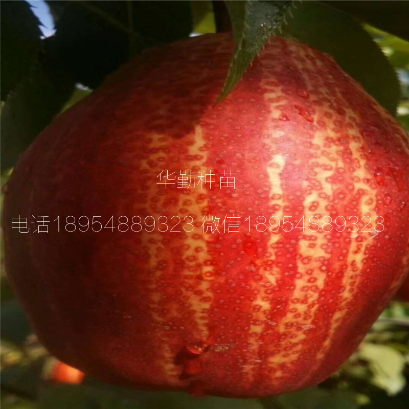 彩虹梨樹苗抗寒能力