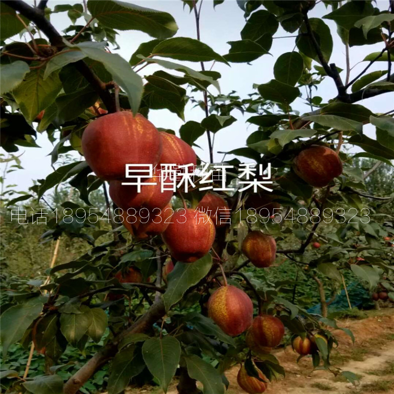 泰安紅梨樹苗什么時候種植