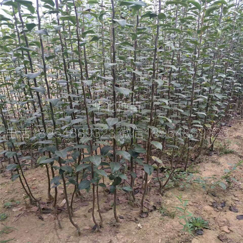 早酥紅梨苗價(jià)格