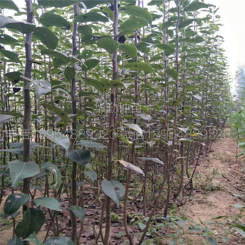 晚熟紅梨品種什么時(shí)候種植