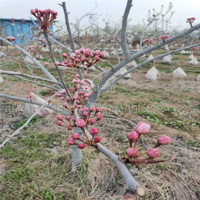 條紋梨樹苗適合生長的海拔高度
