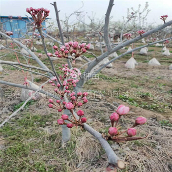 彩虹梨树苗几月成熟