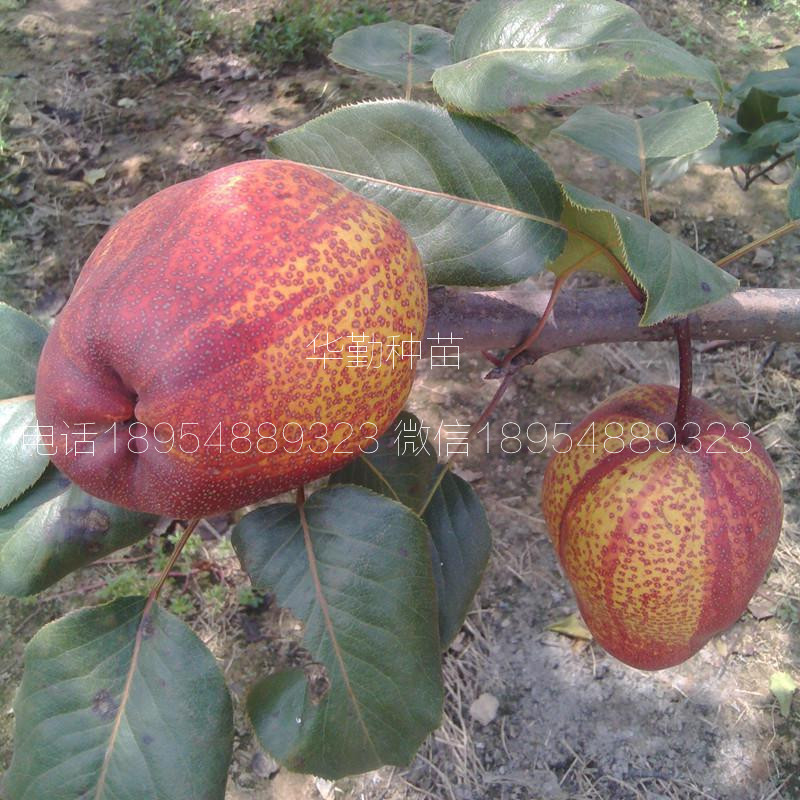 早熟紅梨品種品種介紹