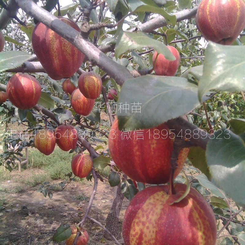 早酥紅梨苗氣候要求
