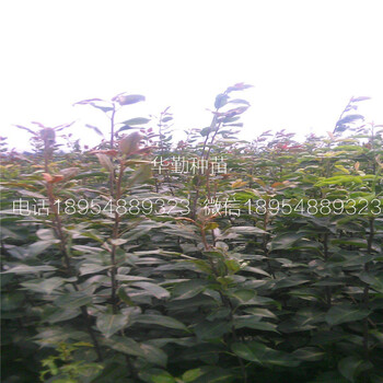 紅梨樹苗品種介紹廣西