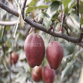 奧弘梨樹(shù)苗品種介紹江蘇