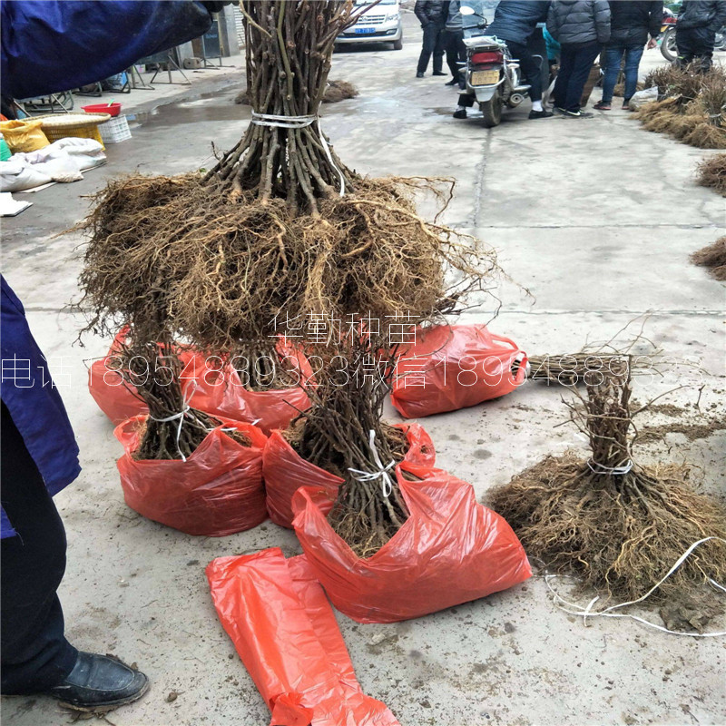 北方种植的猕猴桃品种  育苗繁育基地