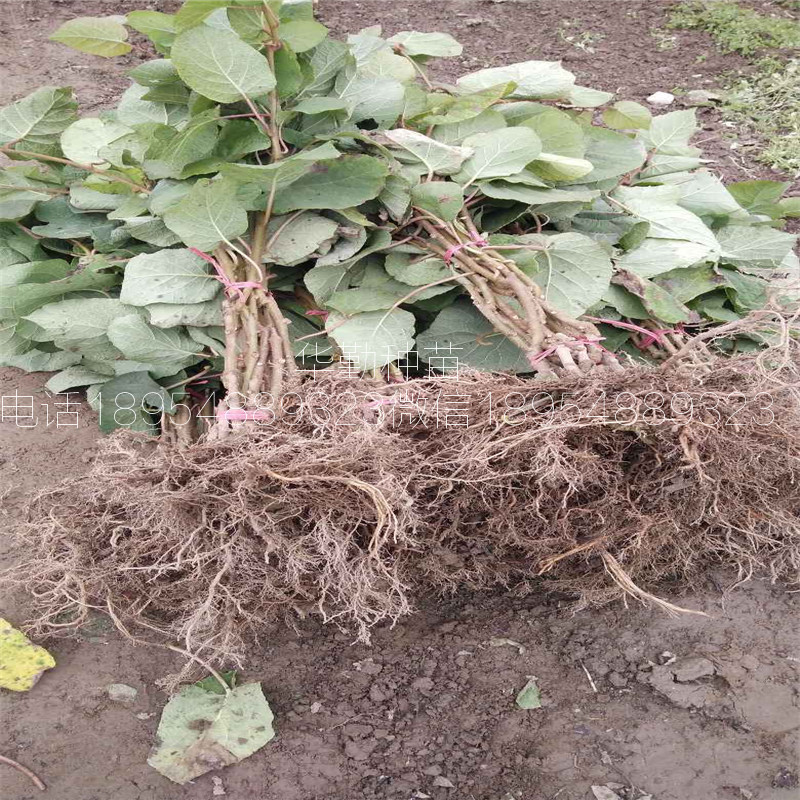抗寒的獼猴桃品種大棚種植好管理嗎