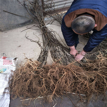 紅陽獼猴桃嫁接苗大型繁育基地