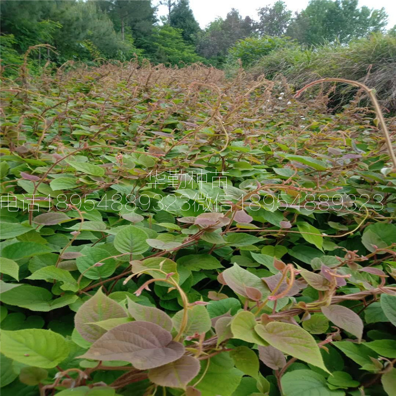 抗寒的獼猴桃品種大棚種植好管理嗎