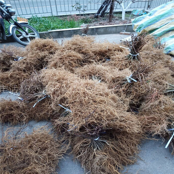 抗寒的獼猴桃品種培育方法