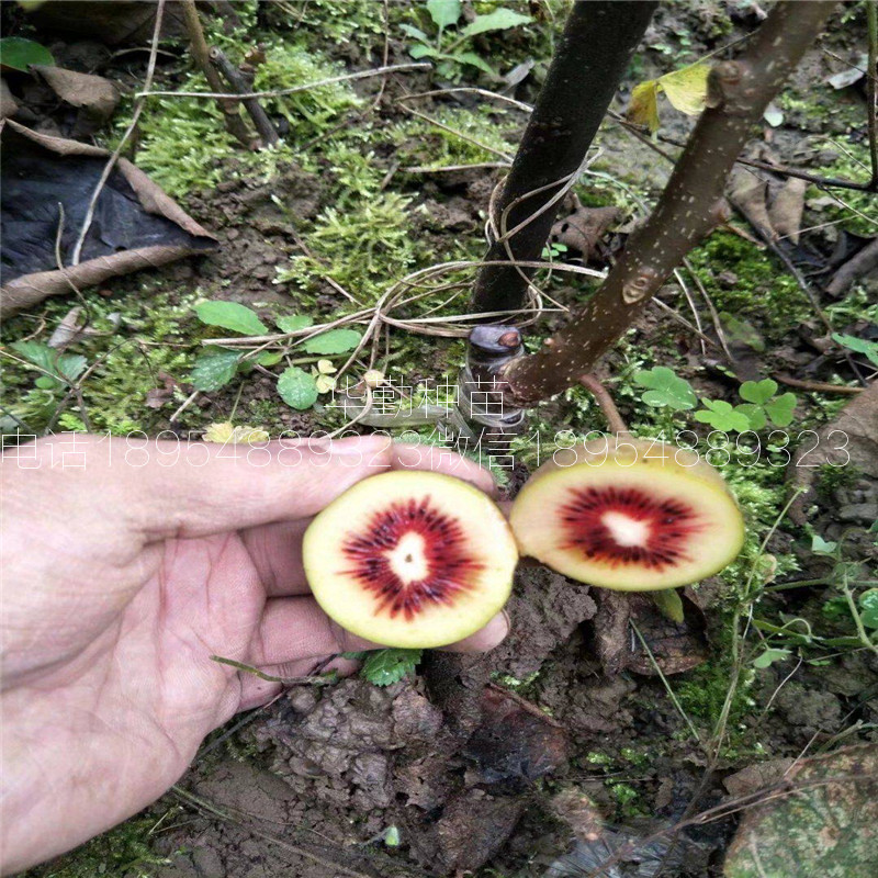 紅肉獼猴桃品種  適應的海拔是多少米