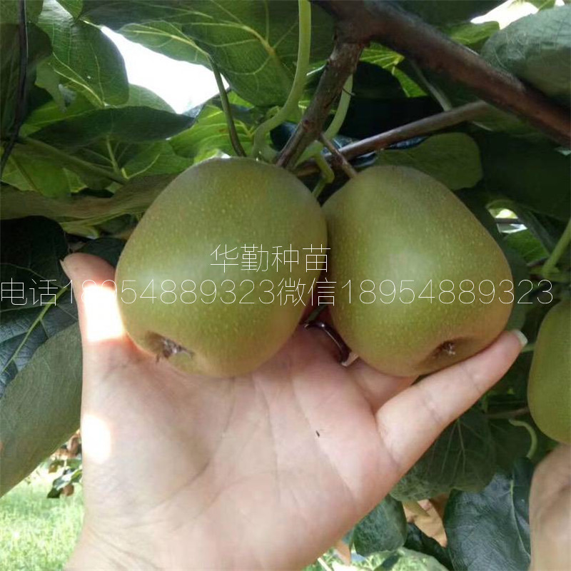 紅心獼猴桃嫁接苗  提高豐產(chǎn)技術(shù)