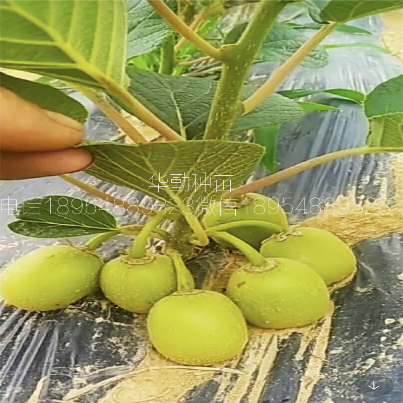 抗寒的獼猴桃品種  適應(yīng)南方種植