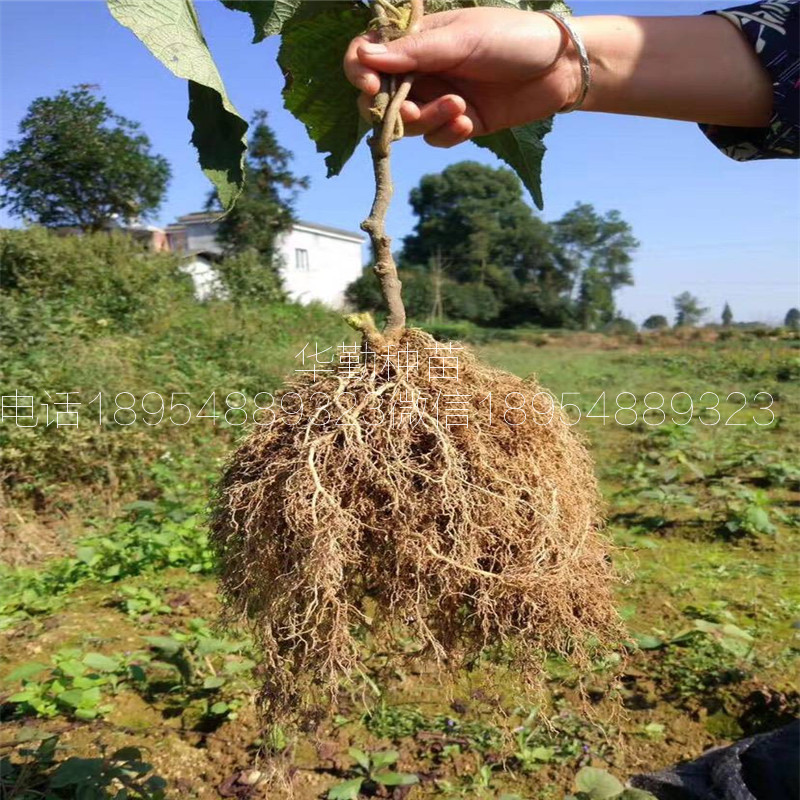 北方种植的猕猴桃品种  育苗繁育基地