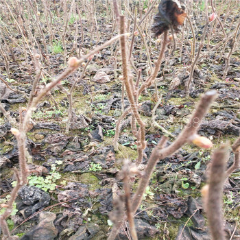 糖度高的獼猴桃大型繁育基地