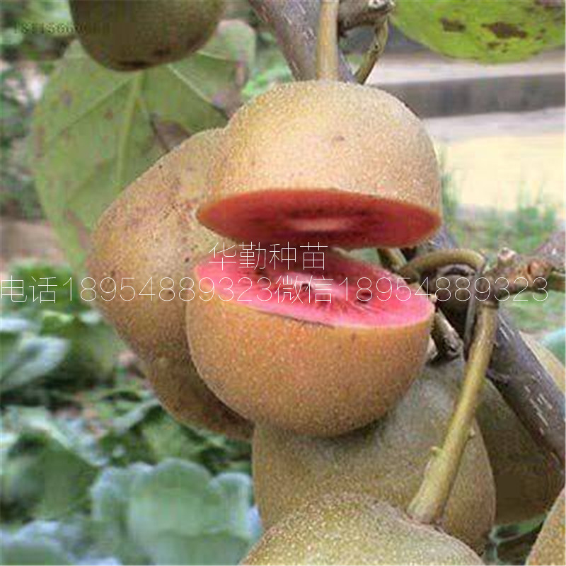 北方種植的獼猴桃品種  大型繁育基地