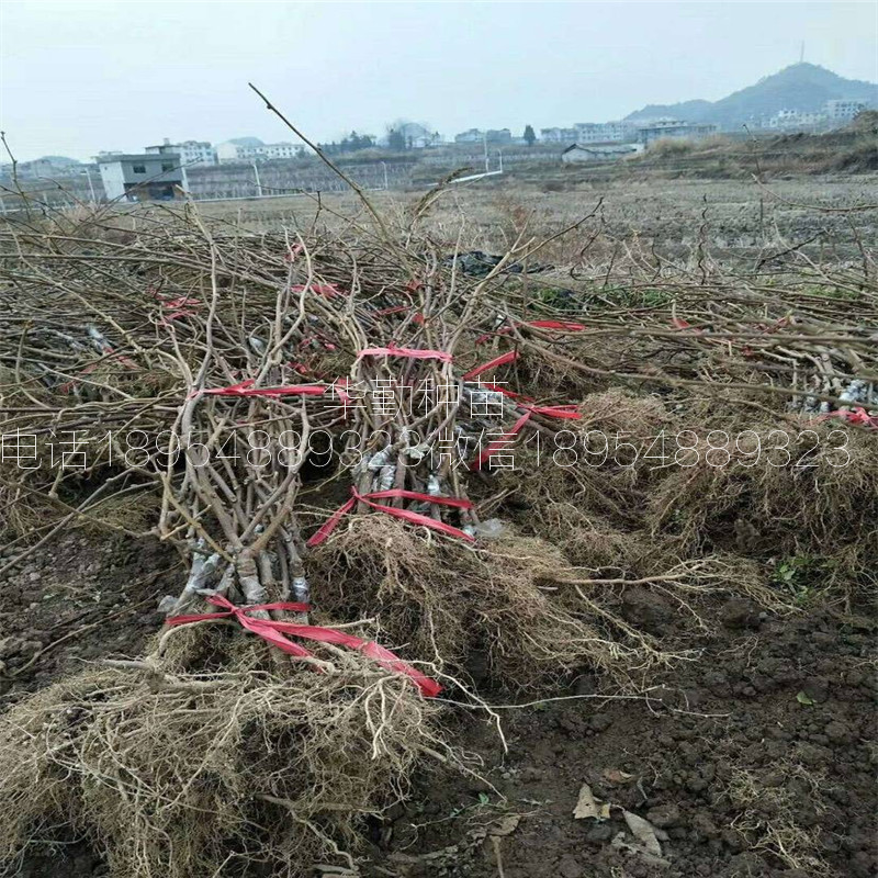 抗寒的獼猴桃品種  適應(yīng)南方種植