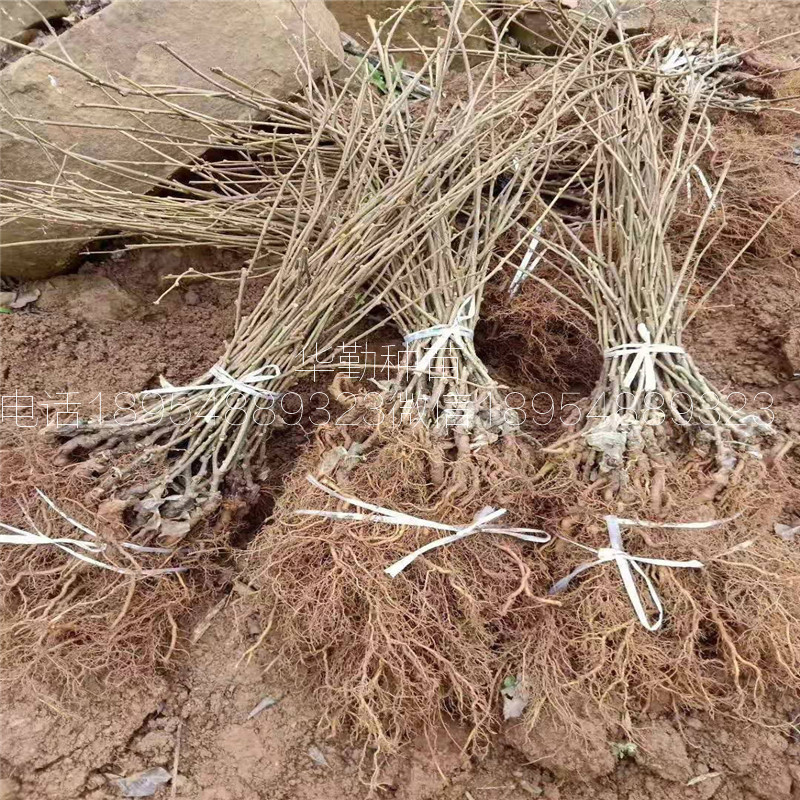 红阳猕猴桃嫁接苗  大型繁育基地