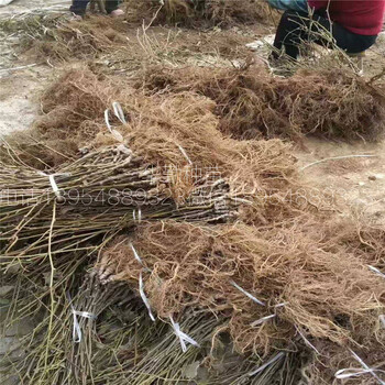 北方種植的獼猴桃品種現(xiàn)在種植成活率高不高