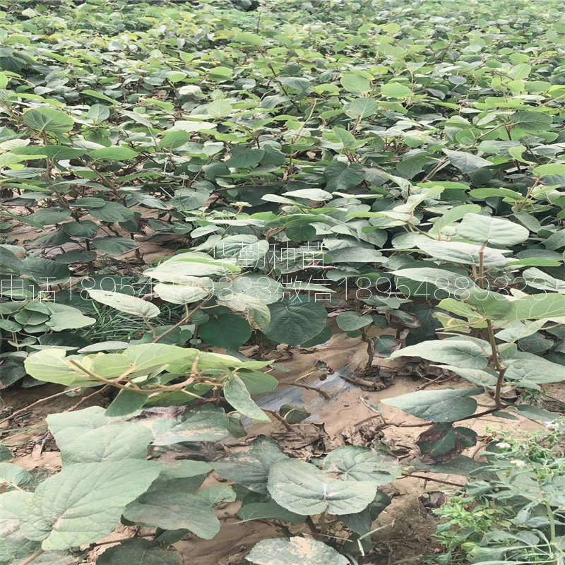 北方种植的猕猴桃品种  育苗繁育基地