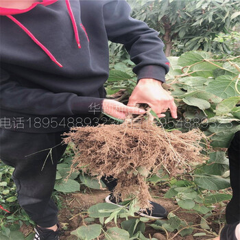 抗寒的獼猴桃品種幾月份成熟