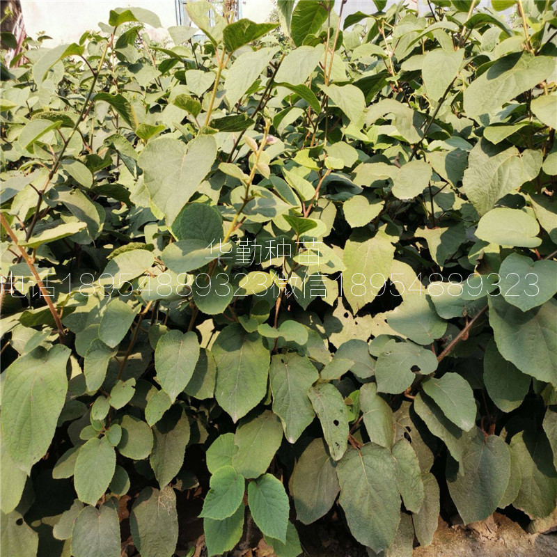 北方種植的獼猴桃品種  示范園哪里有