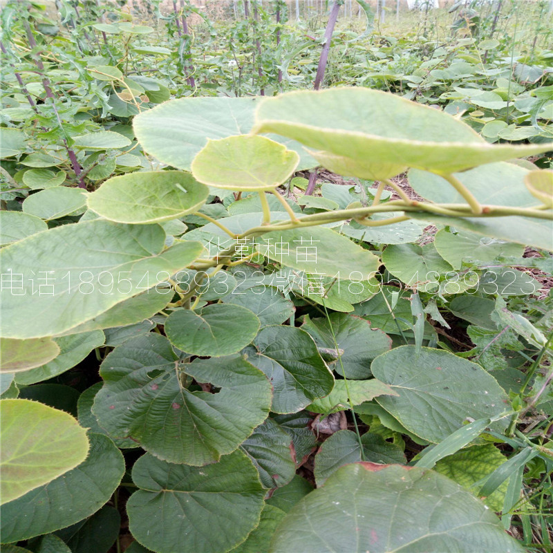 北方種植的獼猴桃品種  示范園哪里有