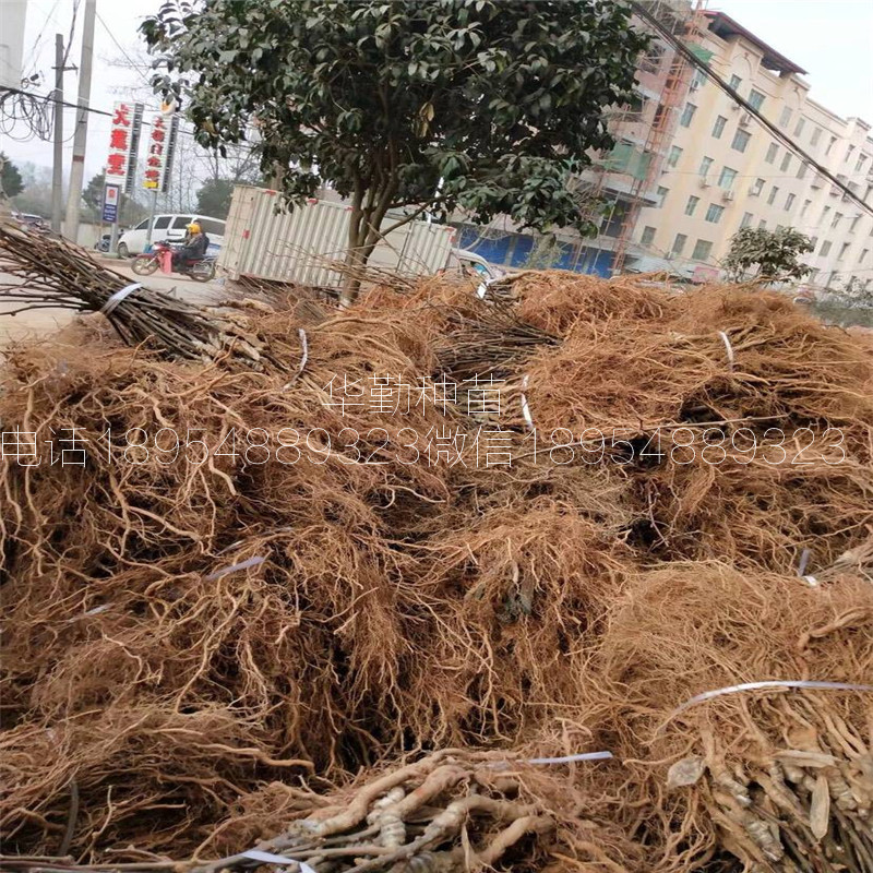 抗寒的獼猴桃品種  適應的地區(qū)