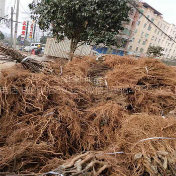 紅心獼猴桃嫁接苗大棚幾月份采摘