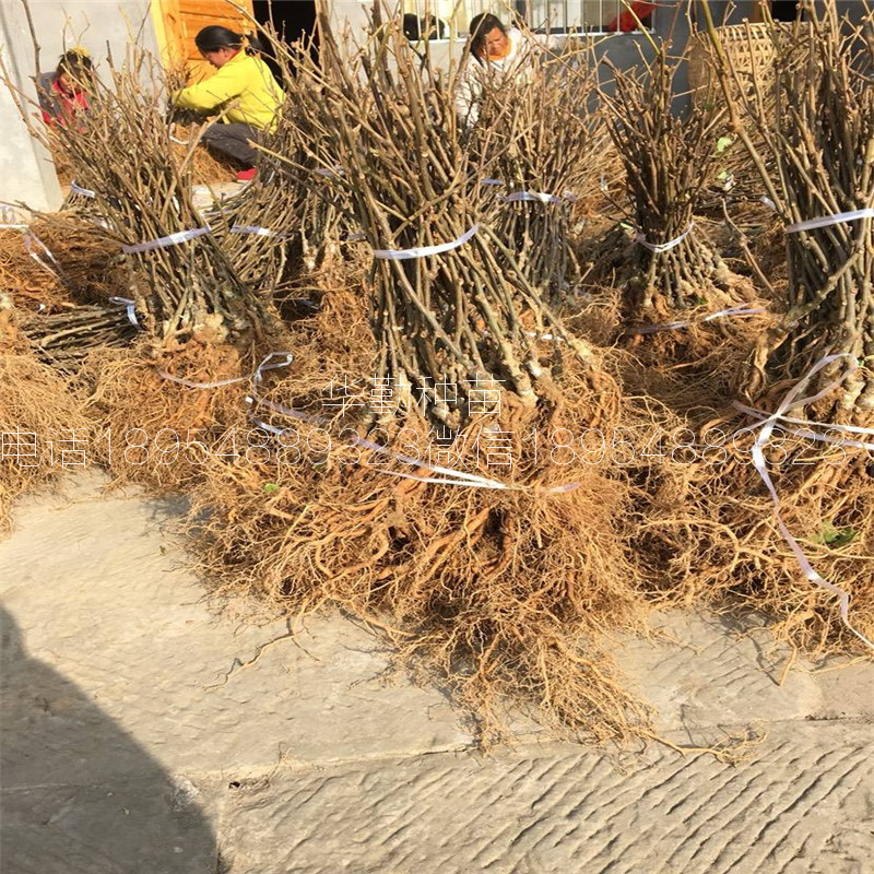 北方種植的獼猴桃品種  示范園哪里有