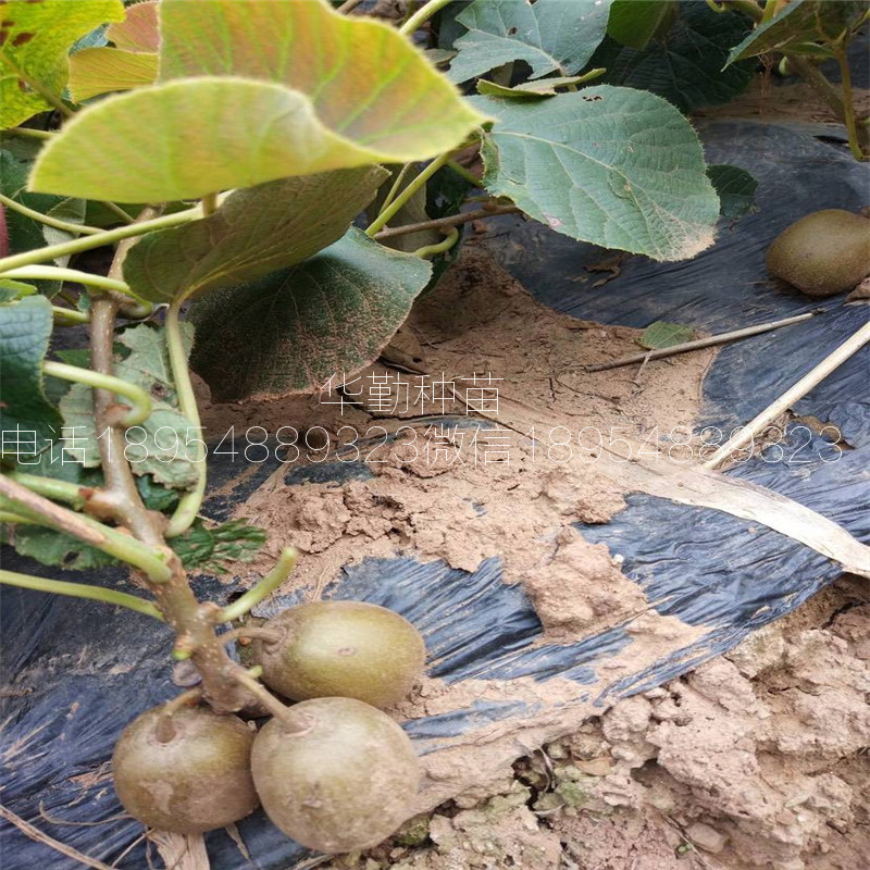 红心猕猴桃嫁接苗  种植技术