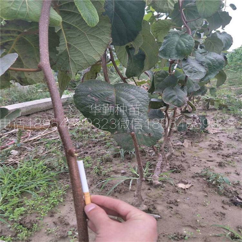 紅肉獼猴桃品種  育苗基地聯(lián)系電話