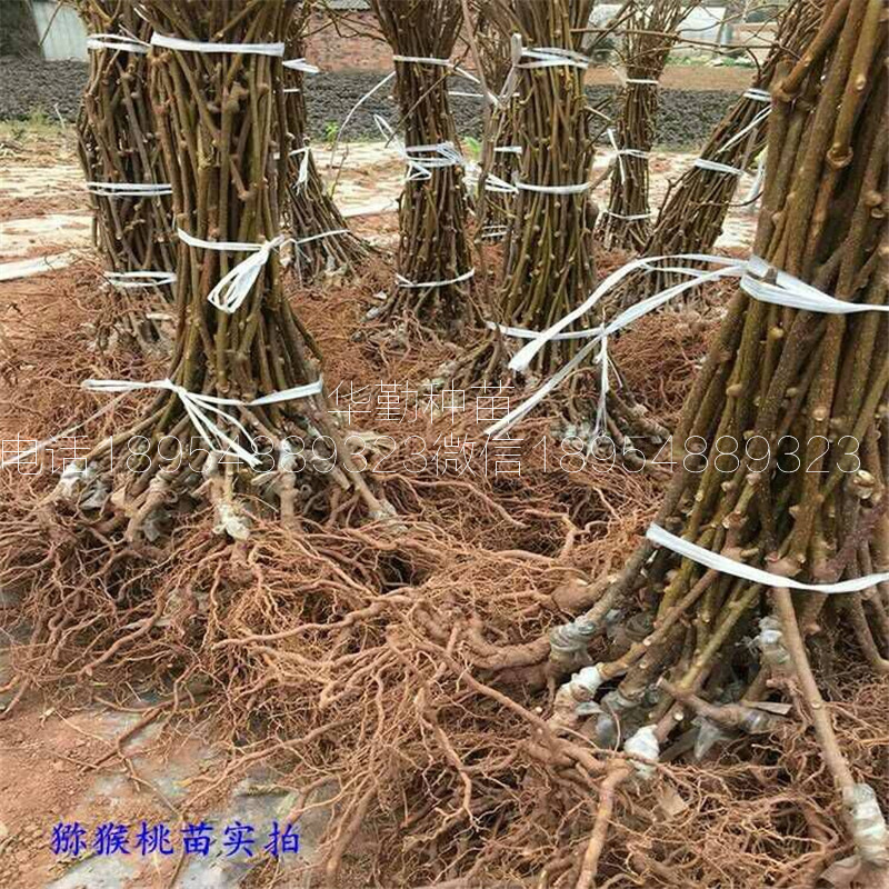 紅肉獼猴桃品種  適應的海拔是多少米