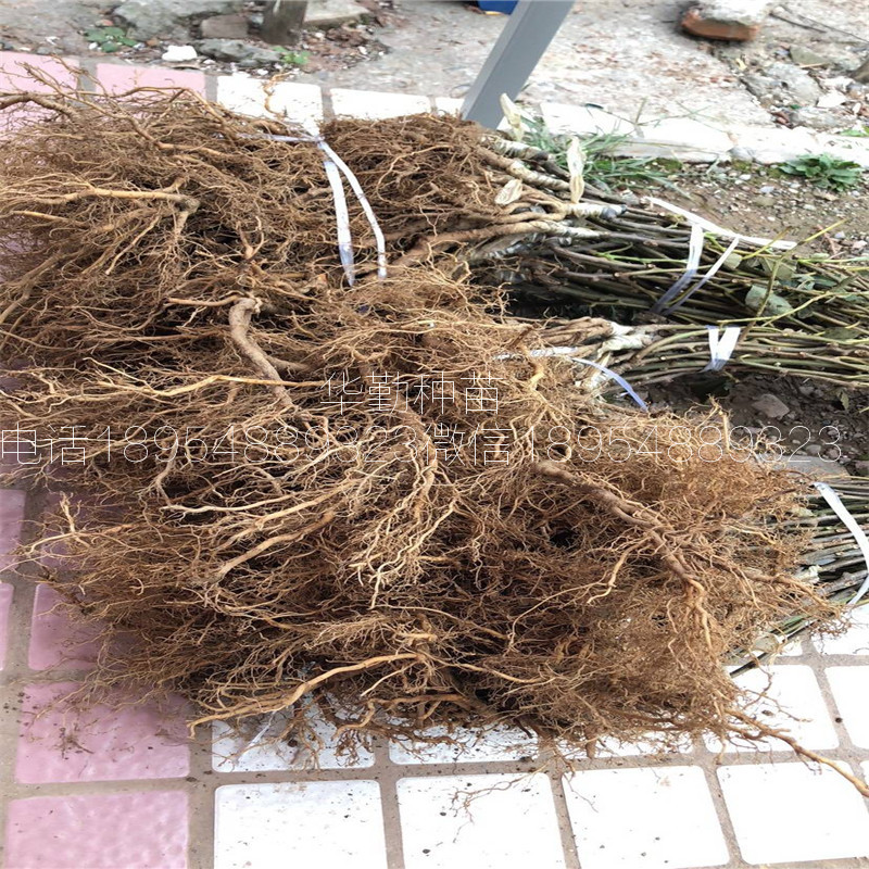 紅心獼猴桃嫁接苗  幾月份成熟