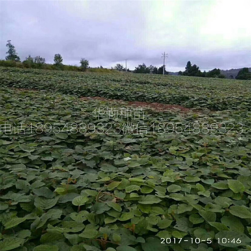 糖度高的猕猴桃  现在种植成活率高不高