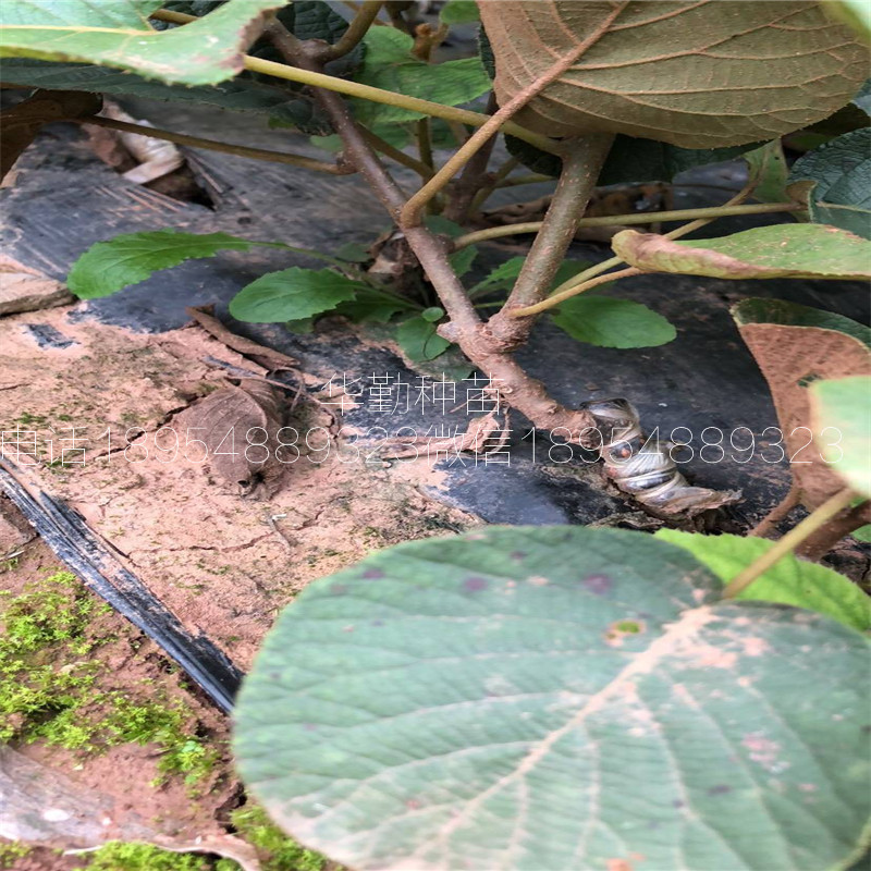 北方种植的猕猴桃品种  发展前景十分好