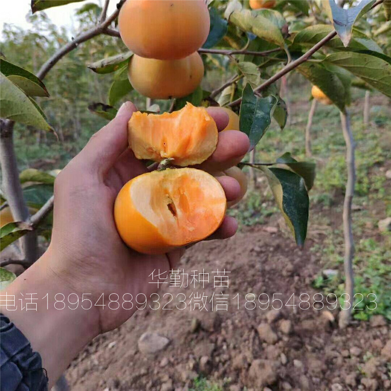 好品种柿子苗  大量供应品种柿子树苗