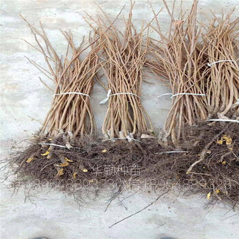 好品種柿子苗價(jià)格便宜的柿子苗