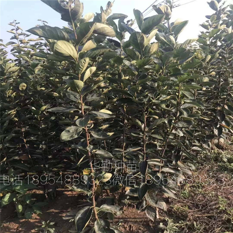 口感好的柿子苗  產(chǎn)地培育甜柿子苗