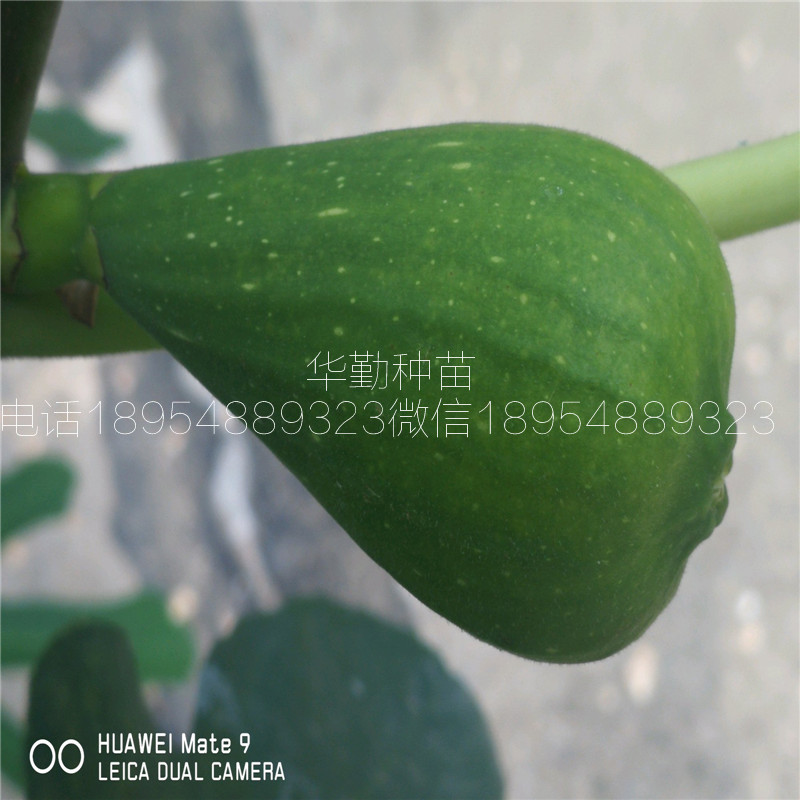 无花果斯特拉树苗  露天种植技术