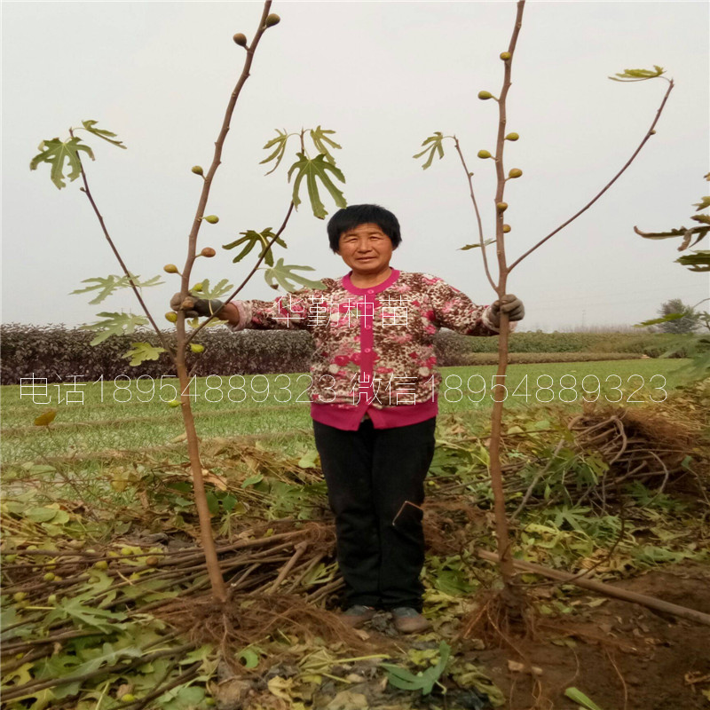 斯特拉无花果苗  种植技术