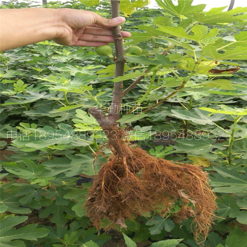 无花果斯特拉树苗  露天种植技术