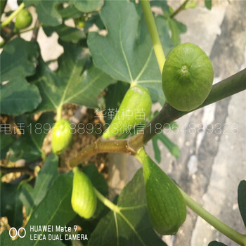 無花果苗斯特拉樹苗大型育苗基地