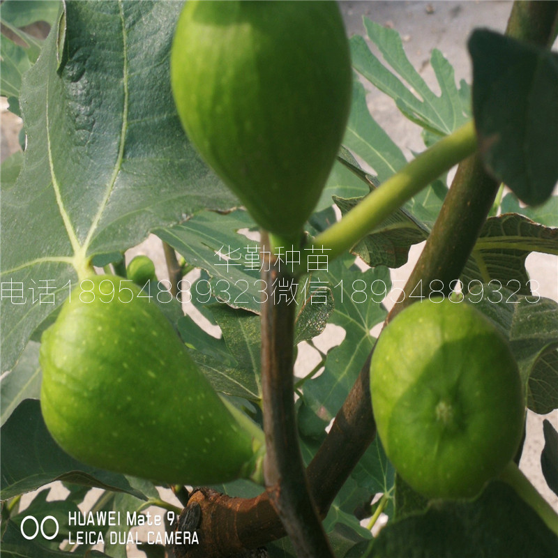 大果型斯特拉  2019年真實報價