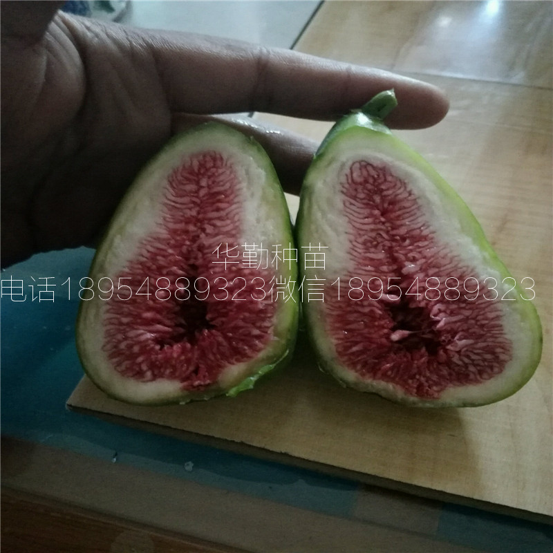 當年的斯特拉無(wú)花果苗  大型育苗基地